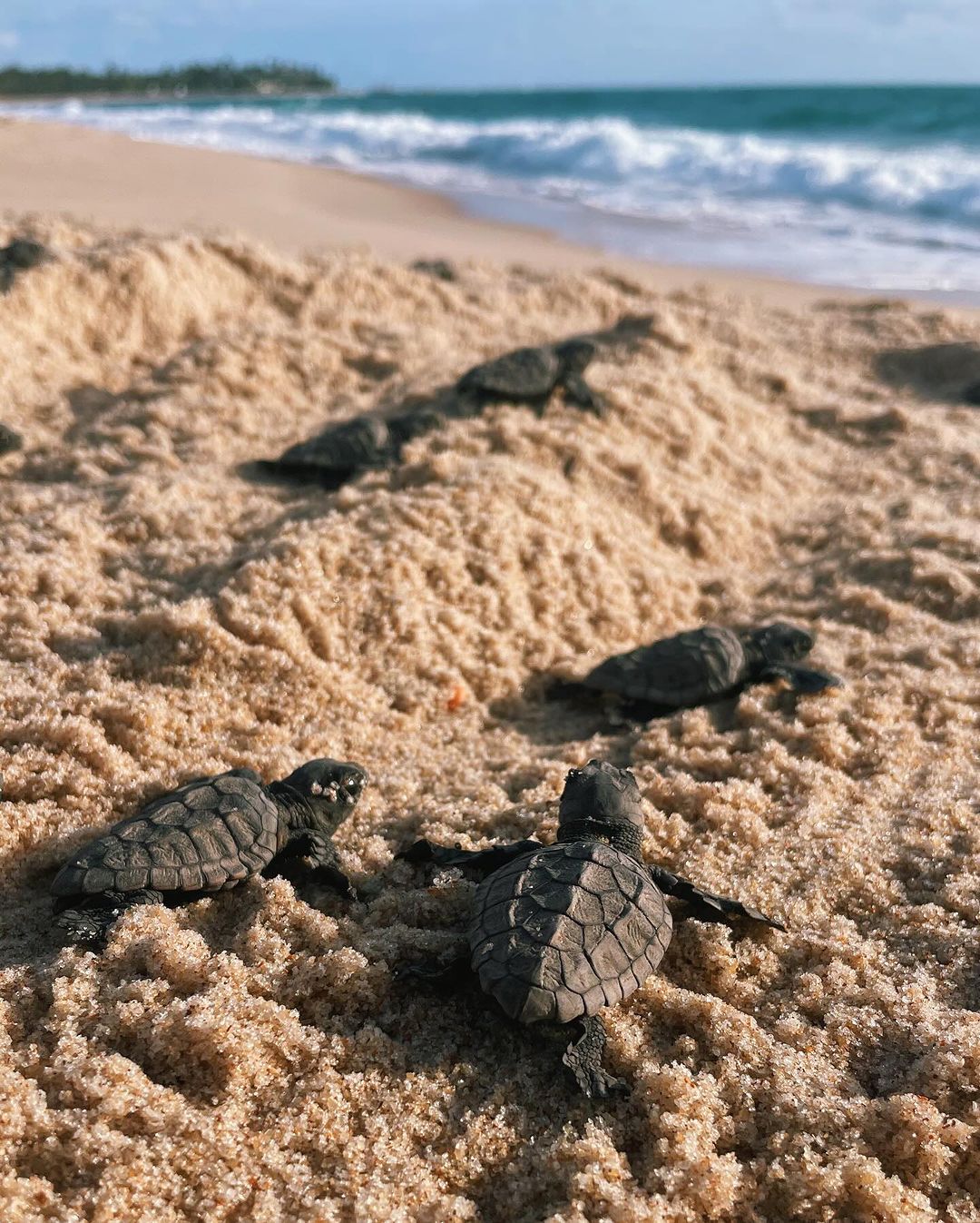 Porto de Galinhas com Maragogi-Março 2025