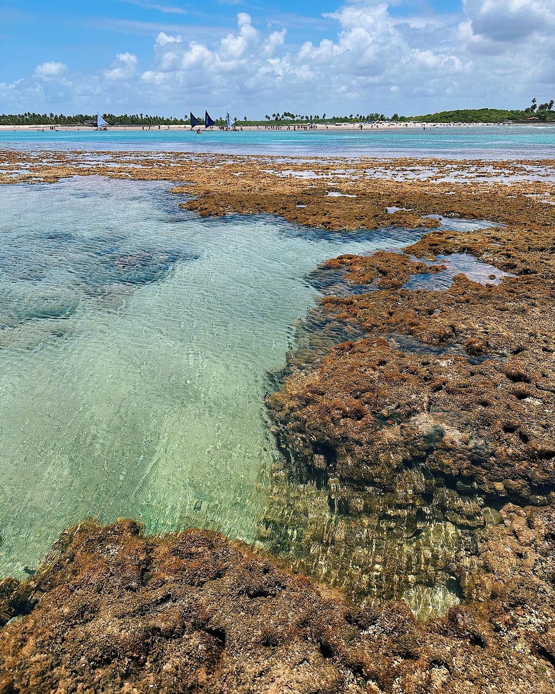 Excursão Porto de Galinhas com Maragogi - Via Pádua